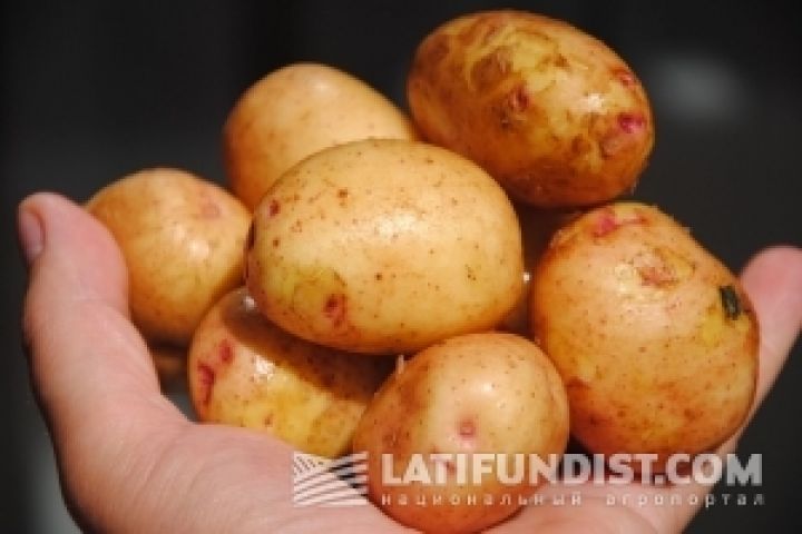 Почему мы варим  украинский борщ с египетским картофелем?