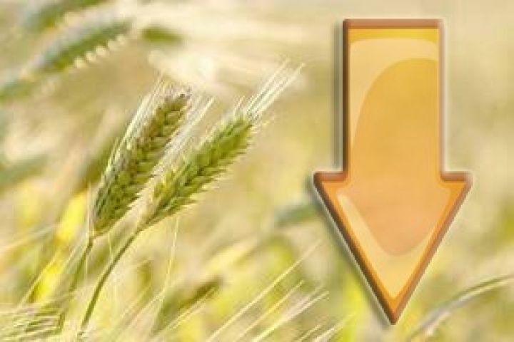 Международный зерновой совет уменьшил прогноз производства зерновых