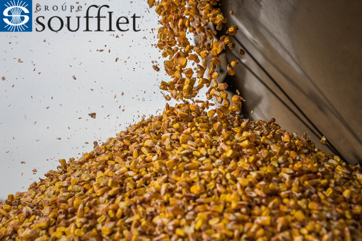 Аналитики Soufflet о рынке кукурузы