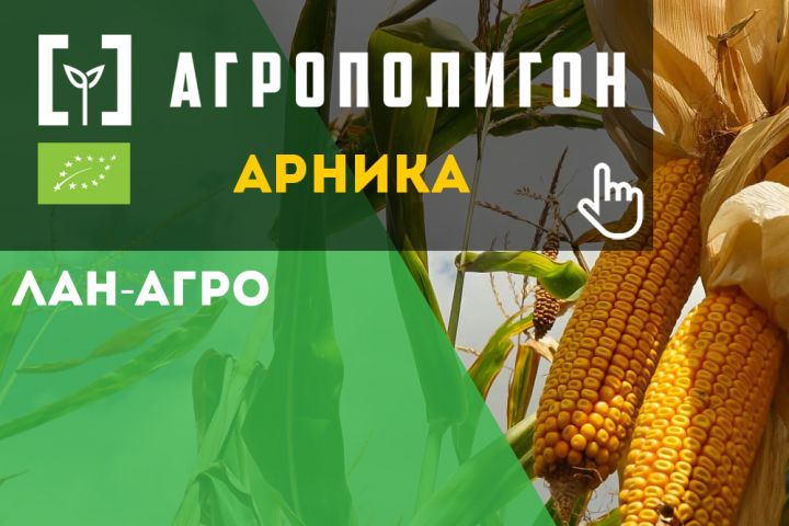 АгроПолигон Арника Кукуруза