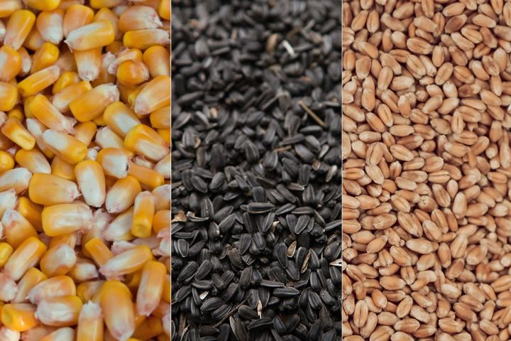 Урожай кукурузы, подсолнечника и пшеницы