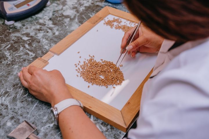 Wheat quality test by a grain elevator laboratory in Ukraine