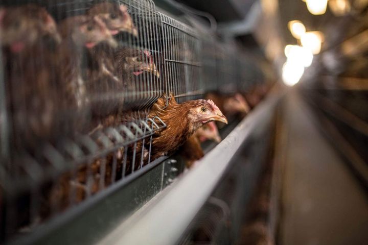 Poultry factory in Ukraine