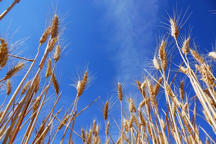 Виробництво пшениці 2022: де і скільки пшениці зберуть у світі?