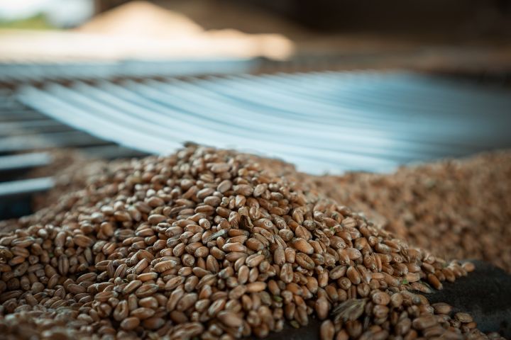 Wheat grain