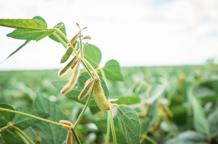 Soybean field
