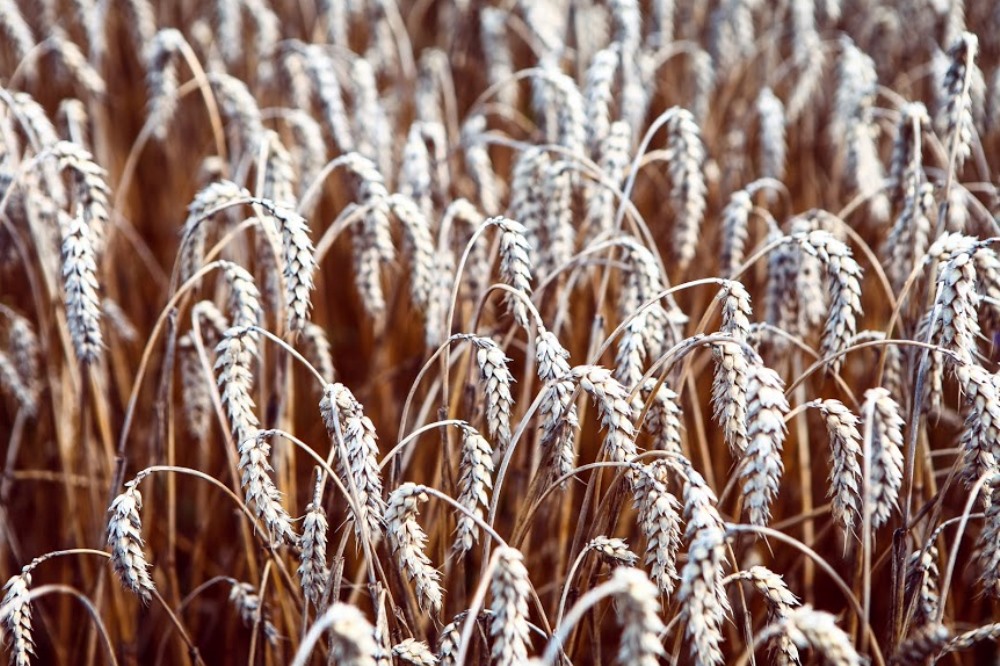 Влага озимая пшеница. Производство пшеницы. Пшеница Украина. Индонезия пшеница.