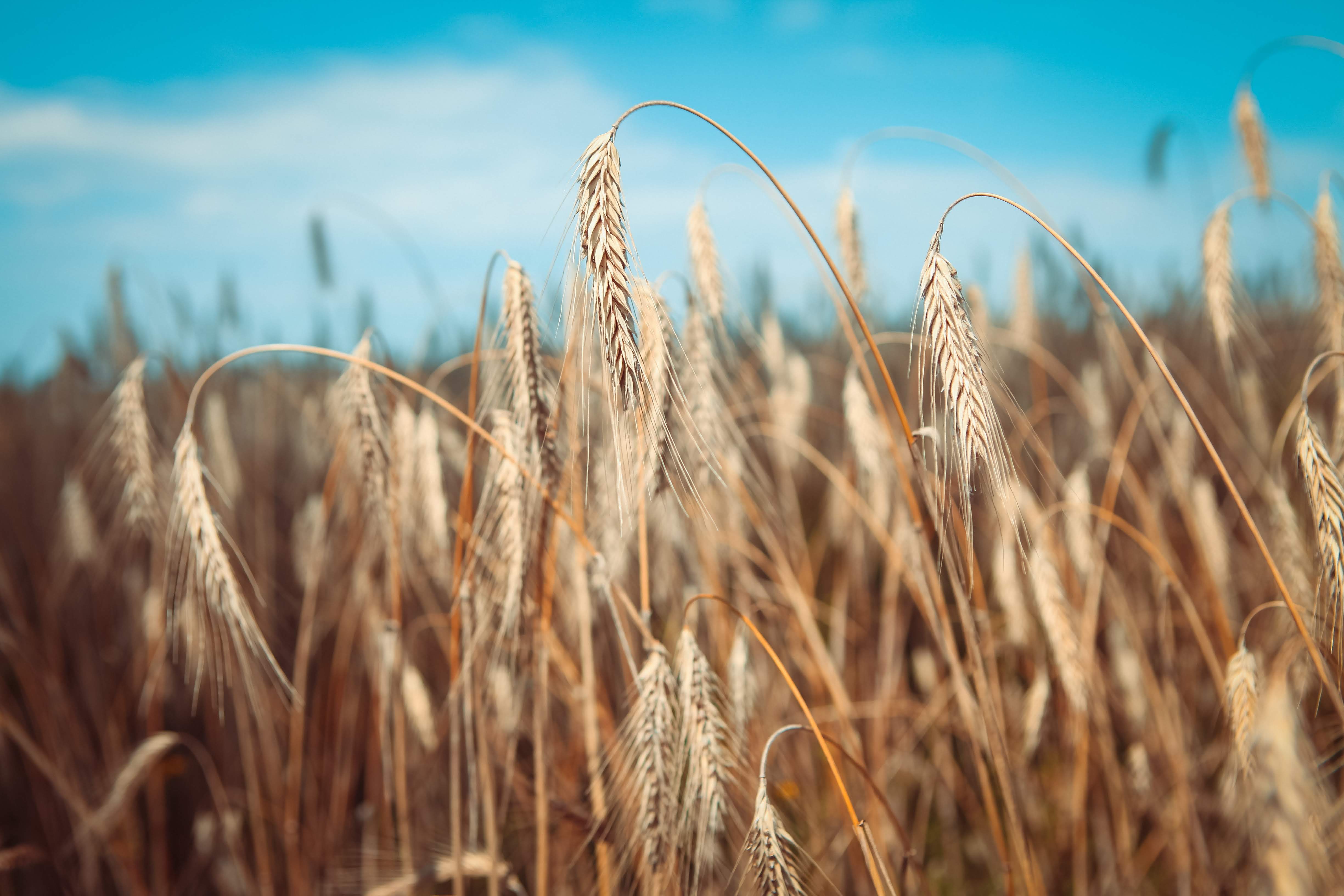Ой жито жито. КВС Аквилон Яровая пшеница. Украина рожь. Ячмень агротехнологии. Семена гибридной ржи.