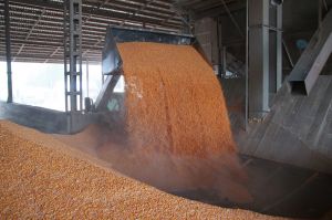 Кукурузное зерно
