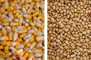 Зерно кукурузы и сои