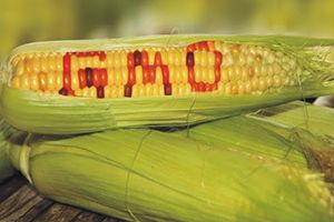 GM-кукуруза