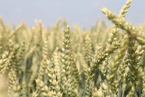 Поле пшениці в Україні