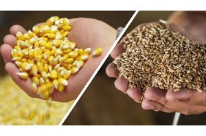 Семінар УЗА Вирощування, зберігання та експорт зерна в нових умовах. Рекомендації фахівців з якості