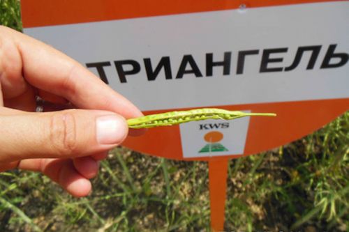 Гибрид «Триангель» на полях хозяйства «Маяк» (с. Денисовка, Белогорский район) Гибрид «Триангель» на полях хозяйства «Маяк» (с. Денисовка, Белогорский район)