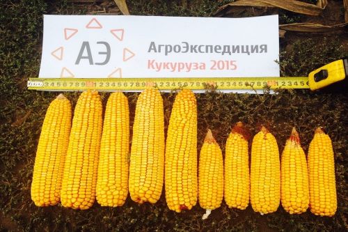 Атрибуты АгроЭкспедиции по кукурузе Атрибуты АгроЭкспедиции по кукурузе