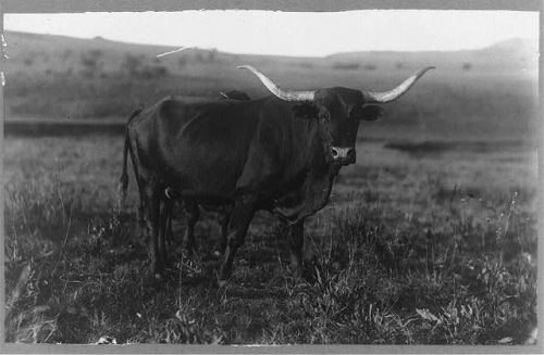 Африканский бык, ок. 1900