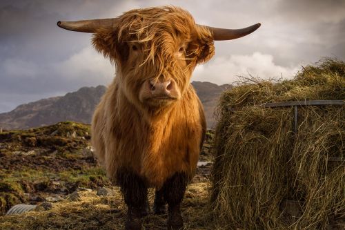 Шотландская высокогорная Hugh Highlander