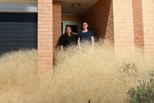 Город заполонил сорняк Panicum Effusum Panicum Effusum