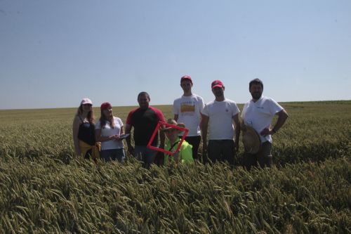АгроЭкспедиция Пшеница 2016. День 5 пшеница