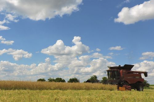 Жатва рапса в Agricom Group Agricom Group