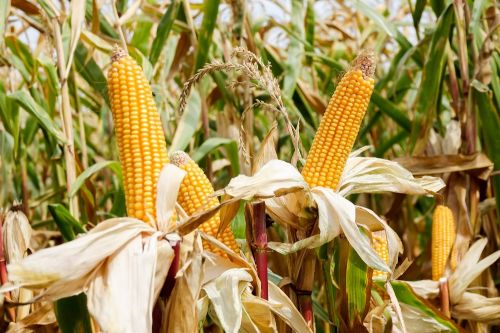 Кукуруза DEKALB от Monsanto День Поля Монсанто