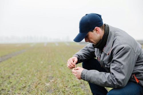 Озимая пшеница на Smart Field в хорошем состоянии Озимая пшеница на Smart Field в хорошем состоянии