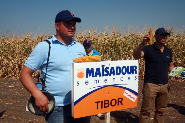 Новинка – гибрид кукурузы Tibor