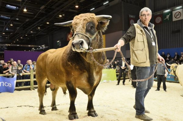 Лучшие породы быков Франции на выставке Salon-agriculture 2015