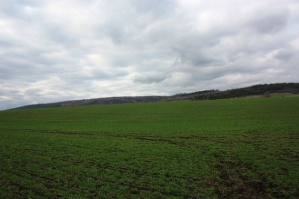 Пшеничное поле агрофирмы «Дзвоны»