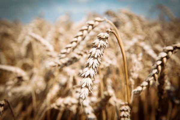 Пшеница (Triticum) — род растений из семейства злаков, ведущая зерновая культура во многих странах