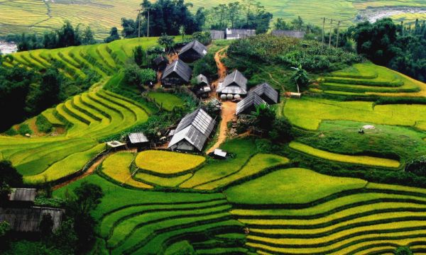 Господствующее положение в земледелии занимает рис