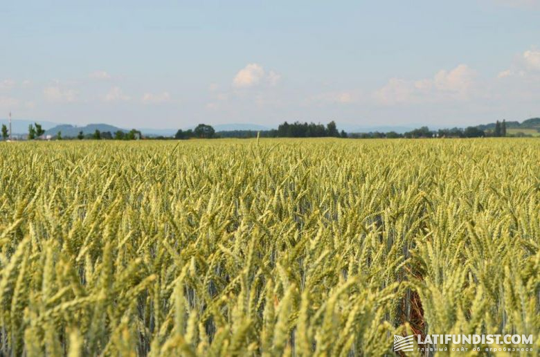 Вот такая пшеница в Чехии