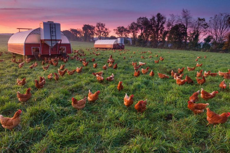 «Куриная ферма», Питер Эссек, США, Пенсильвания