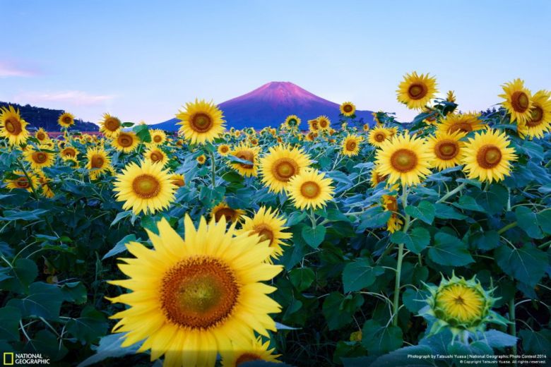 «Гора Фудзи», Татсуши Юатсо, Япония