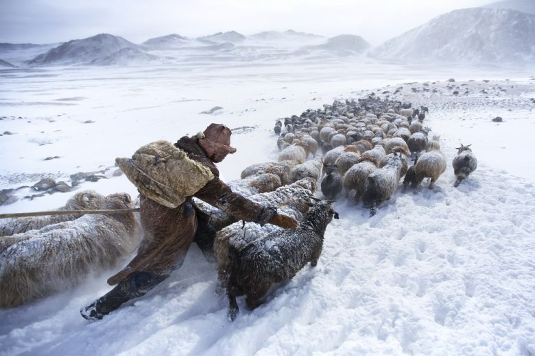 «Отара и пастух»,  Тарик Сауэр, Монголия