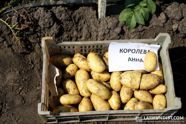 Собирать урожай картошки «Королева Анна» — одно удовольствие, признаются сотрудники агрокорпорации  «Днипро»