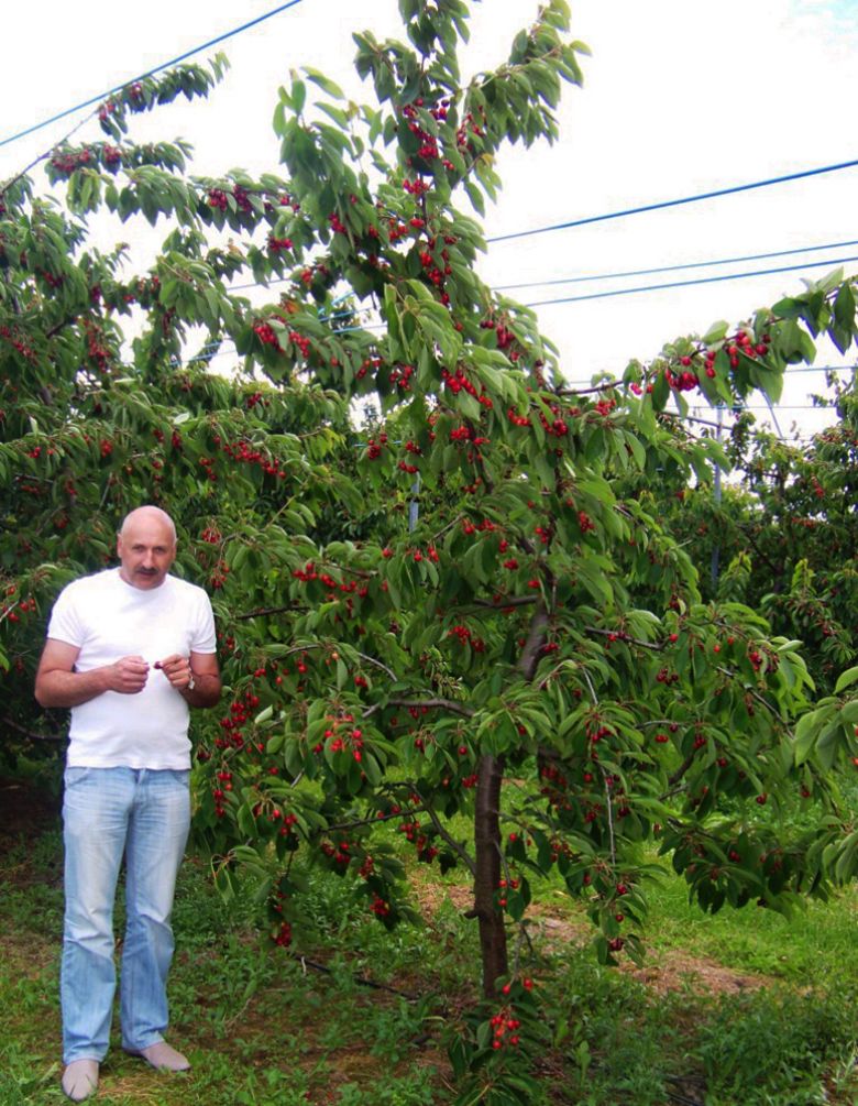 Щедрый урожай карликовых деревьев черешни
