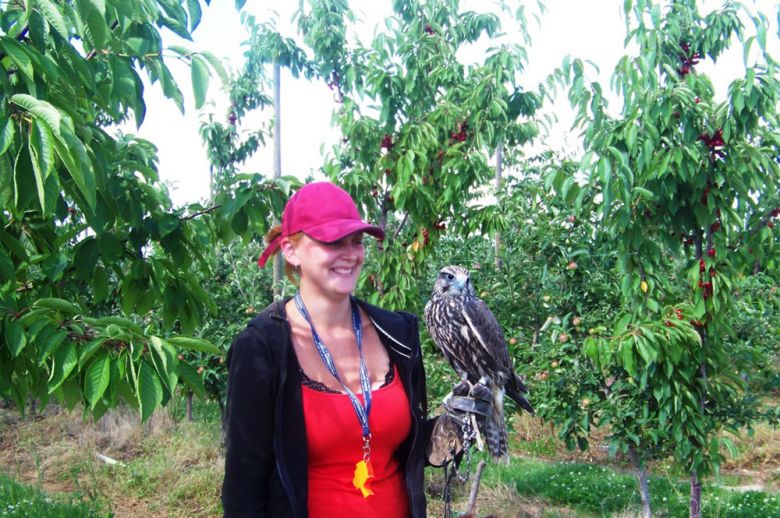 Урожай черешни в хозяйстве Ежи Прибыльского защищает хищная птица