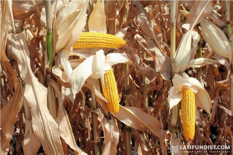 Аграрии группы компаний «УкрАгроКом»в средине августа приступили к уборке кукурузы и подсолнечника