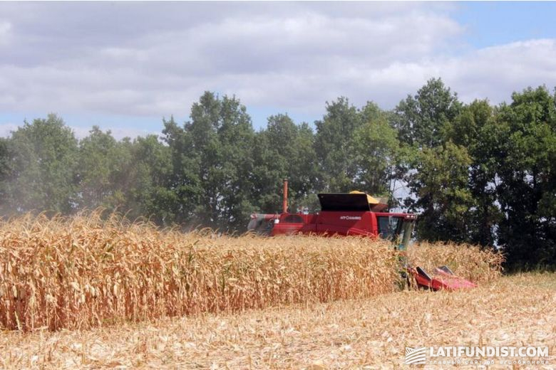 В двадцатых числах августа начали косить кукурузу впервые
