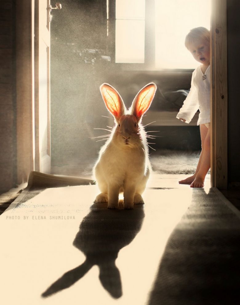 «Кролик, да ты же больше меня!»