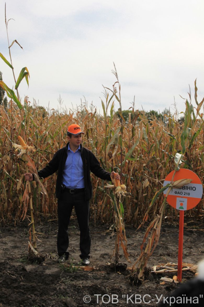 Продукт-менеджер по кукурузе Сергей Красновский делится секретами агронома