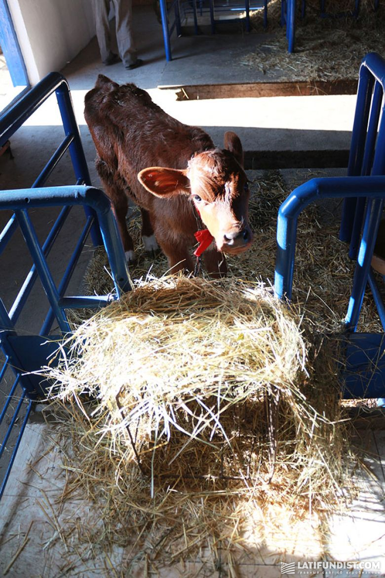 Теленок, рожденный от коровы переданной семье, в рамках проекта