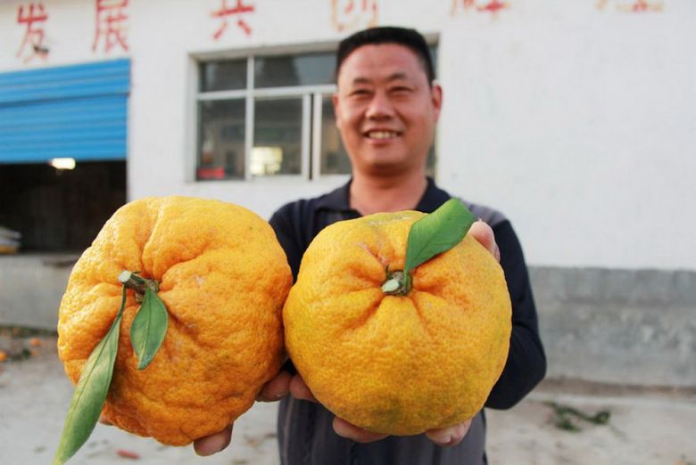 Китаец Лю Фэнбинь с урожаем огромных апельсинов