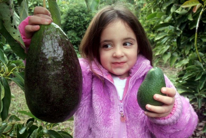 Такое вот авокадо выросло на плантации на севере Израиля