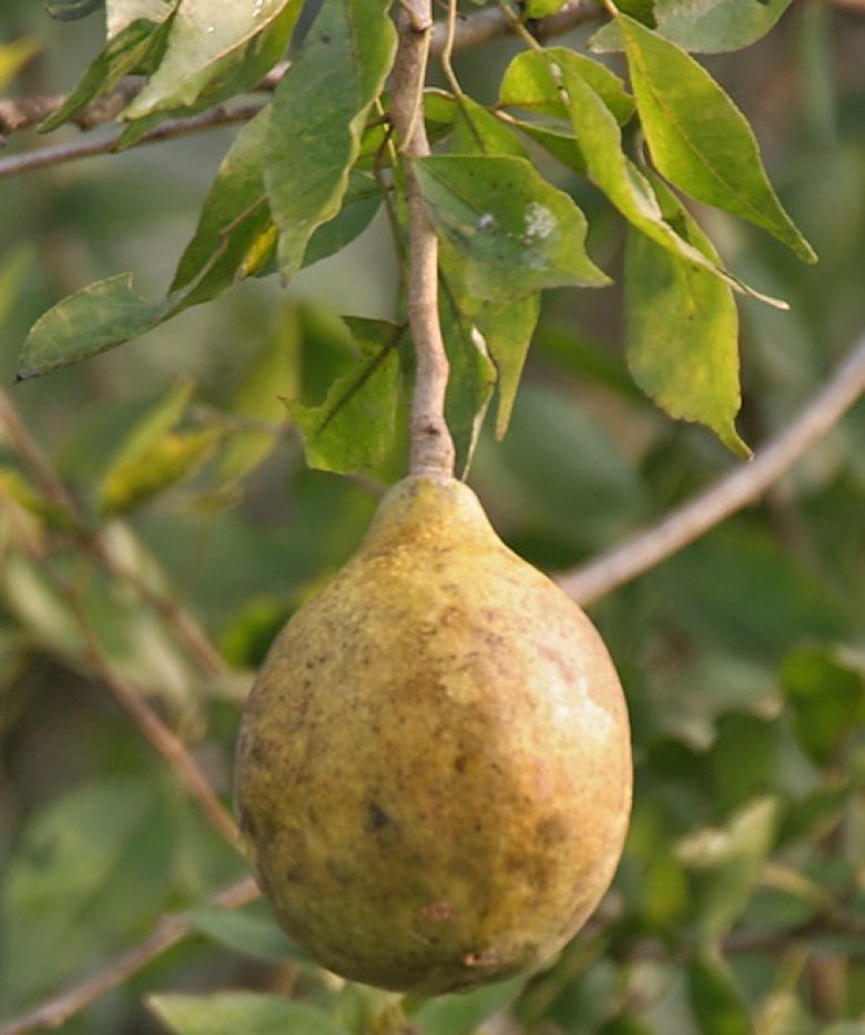 Баиль или каменное яблоко. Внутри находится желтая мякоть с несколькими волосатыми семенами, которую можно употреблять в пищу свежей или сушеной. 