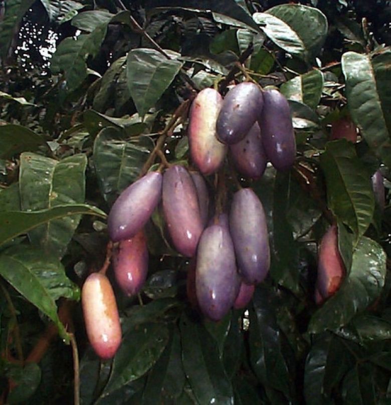 Дакриодес — это вечнозеленое дерево, произрастающее во влажных тропических лесах Африки, на севере Нигерии и на юге Анголы. Плоды, цвет которых варьируется от темно-синего до фиолетового, также известны как африканские груши.