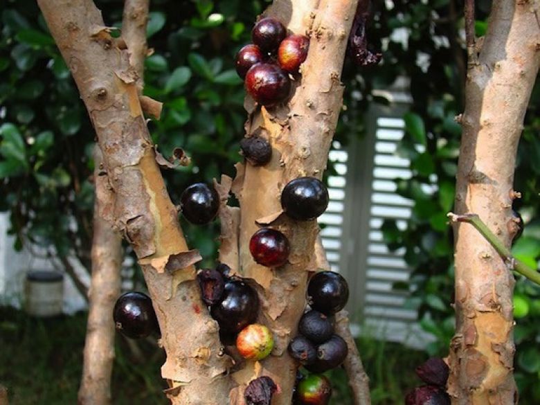 Джаботикаба или бразильское виноградное дерево. Плод очень сладкий, его можно есть просто так, однако, чаще всего его используют для изготовления вина или ликера.