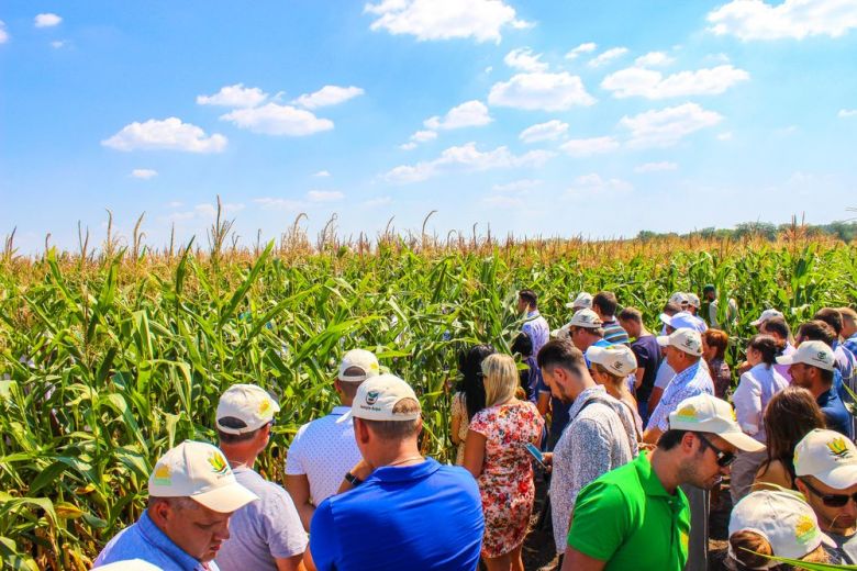 Поход в бескрайние поля кукурузы