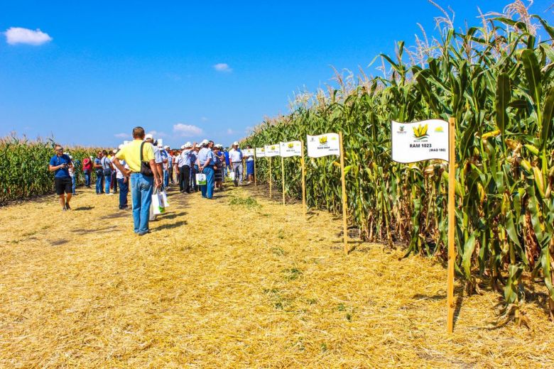 Демонстрационные участки гибридов кукурузы BEST CORN
